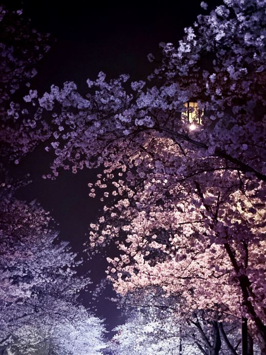 夜桜こそが雰囲気を支配する神！ | Trip.com 鎮江