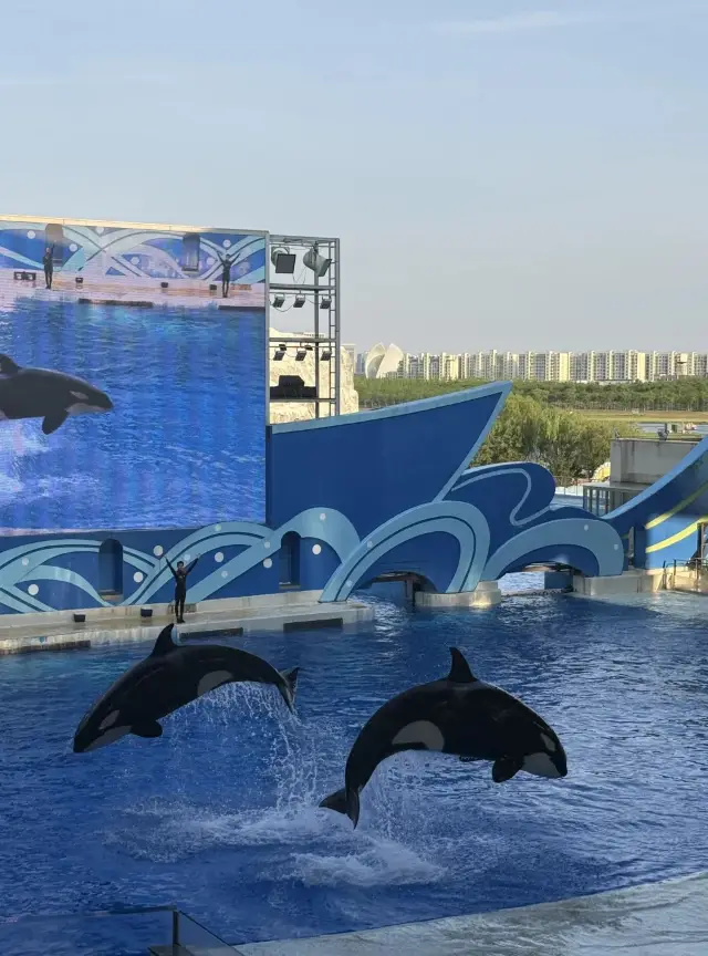 Shanghai Haichang Ocean Park's May Day "Rare Ocean Festival" Awaits You