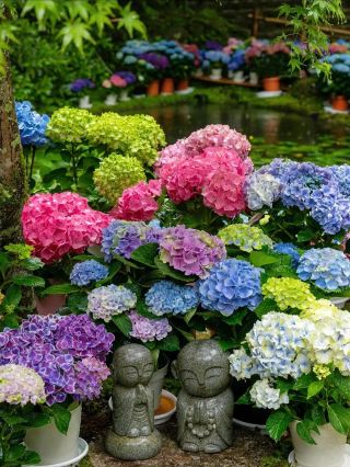 中華風庭園の花見攻略
