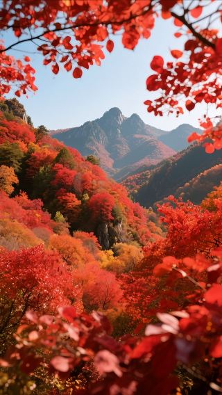 Encounter breathtaking autumn scenery! The ultimate guide to viewing the red leaves at Fozhao Mountain is here! My darlings! Now is the golden time to see the red leaves, and I've recently discovered my secret treasure...