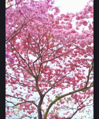  高州の桜スポット一挙紹介

スポット 特徴 開花時期 適した人々
馬貴鎮・摩天小鎮 広西西部の高山草原、桜と古村、