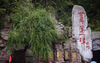【張家界攻略】世界級峰林秘境打卡阿凡達同款仙境