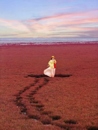 Panjin’s summer is like a spilled palette—the Red Beach rice fields are incredibly photogenic