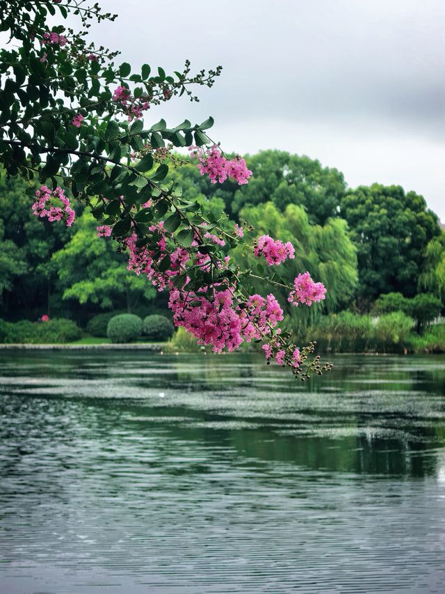 上海青浦夏陽湖畔|紫薇花開的夏日詩篇
