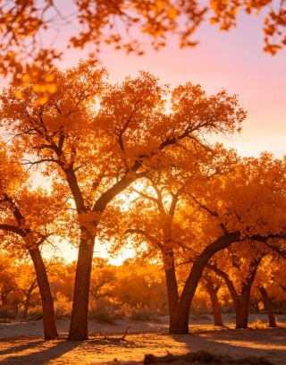 The Ultimate Populus Euphratica Autumn Feast | Head to the Northwest for a golden spectacle that lasts only 20 days a year