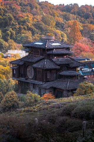 杭州滿覺龍桂花即將盛開(含桂花觀賞路線)