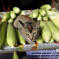 Agrarian Delights of Cameron Highlands Market