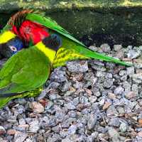 KL bird Park2 