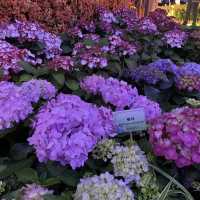 返嚟啦，返嚟啦，2023香港🌸🌹🌻花卉展覽