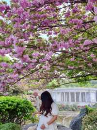 용인 겹벚꽃 명소:: 경희대 국제캠퍼스🌸