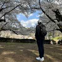 Hirosaki Castle!! 