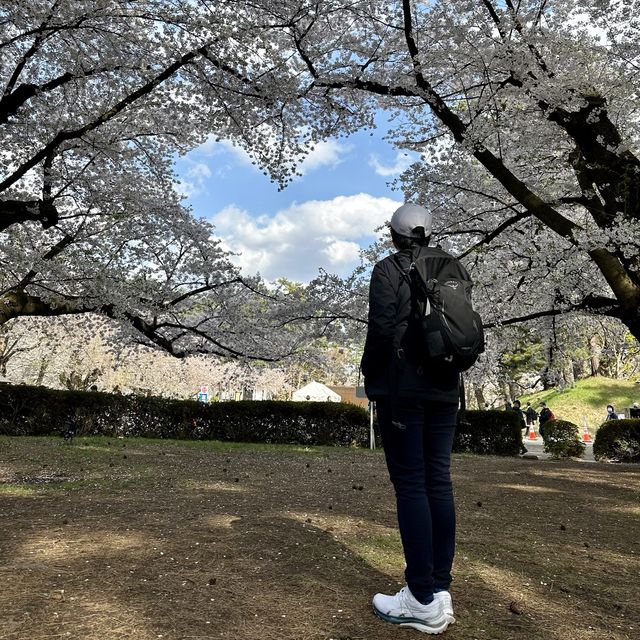 Hirosaki Castle!! 