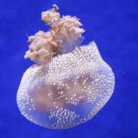 The Sea Shell