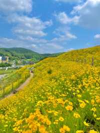 서울 근교 사람 1도 없는 금계국 동산🌼