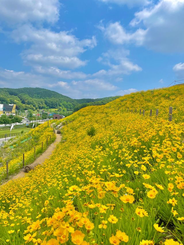서울 근교 사람 1도 없는 금계국 동산🌼