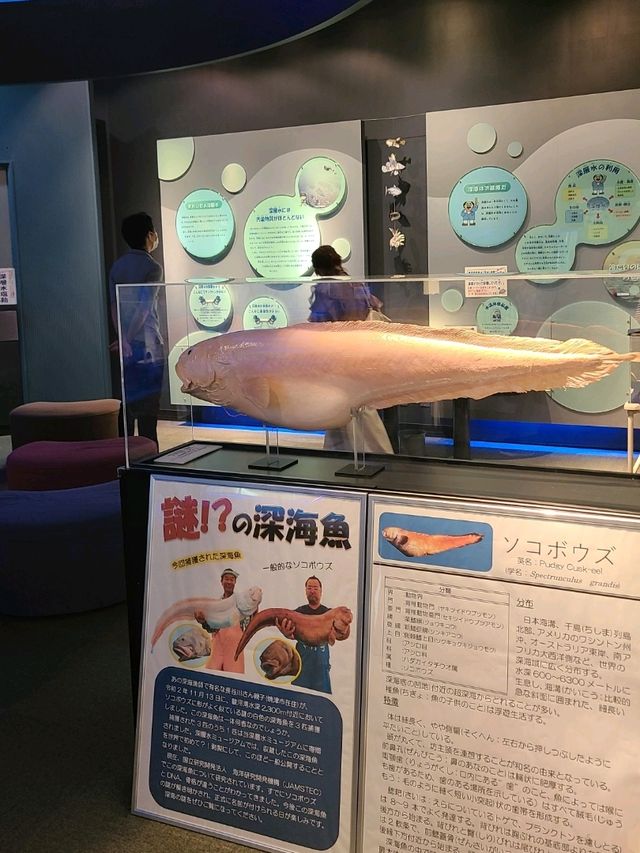 【静岡】入場無料！深層水ミュージアム