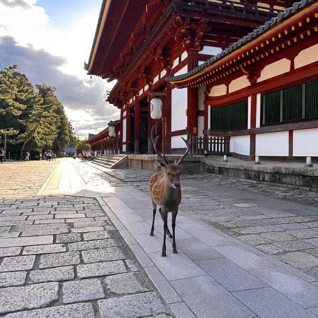 Oh deer! Thousands of deer at Nara Park 🦌