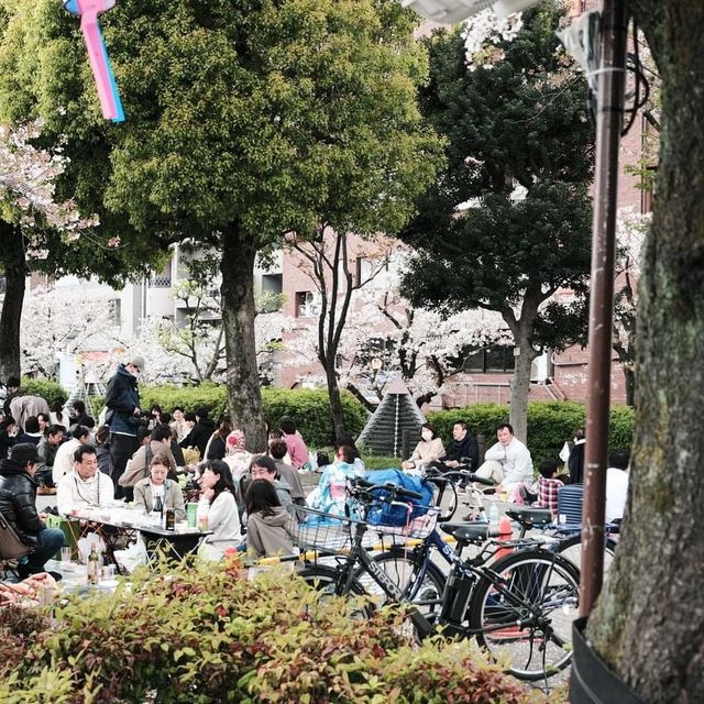 Sumida park 🌸