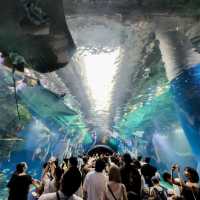 【テクノロジーが溢れる水族館】マクセル アクアパーク品川