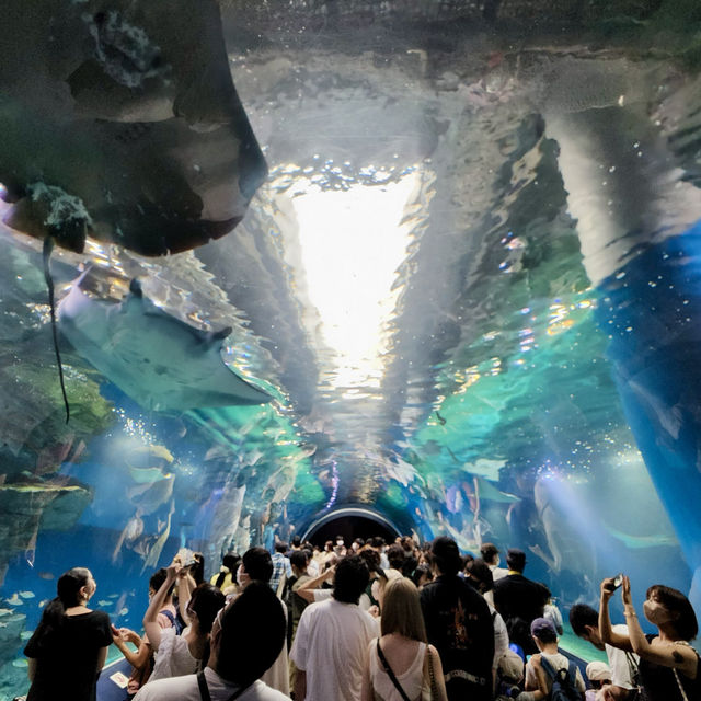 【テクノロジーが溢れる水族館】マクセル アクアパーク品川
