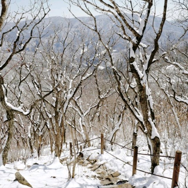 함백산 눈꽃여행 