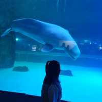 🦈🐠롯데월드몰 아쿠아리움에서 물고기 먹이주기🐬🐳