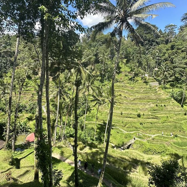 Green at the Rice Terrace