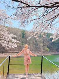인정할 수 밖에 없는 용인 벚꽃뷰 카페 🌸