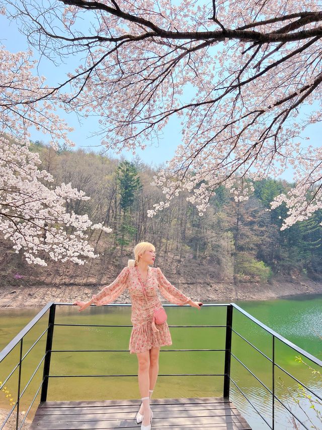 인정할 수 밖에 없는 용인 벚꽃뷰 카페 🌸