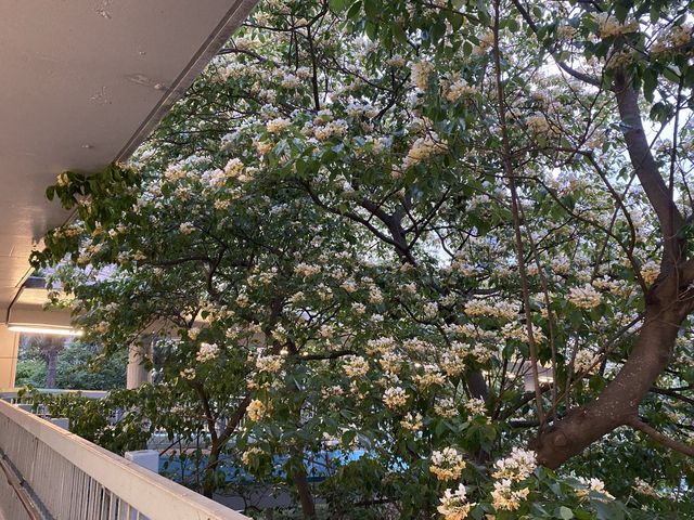 魚木樹花海