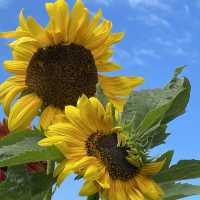 Let Sunflower lead a garden tour 