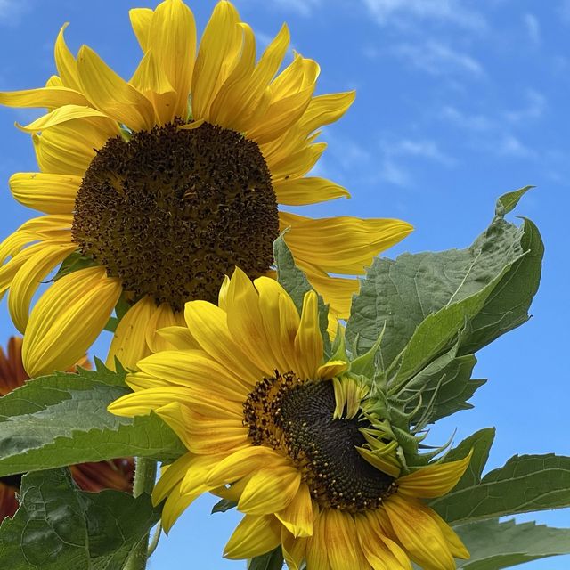 Let Sunflower lead a garden tour 