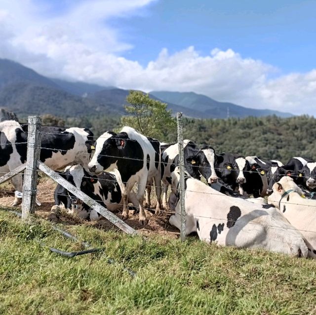  Mini New Zealand in Sabah