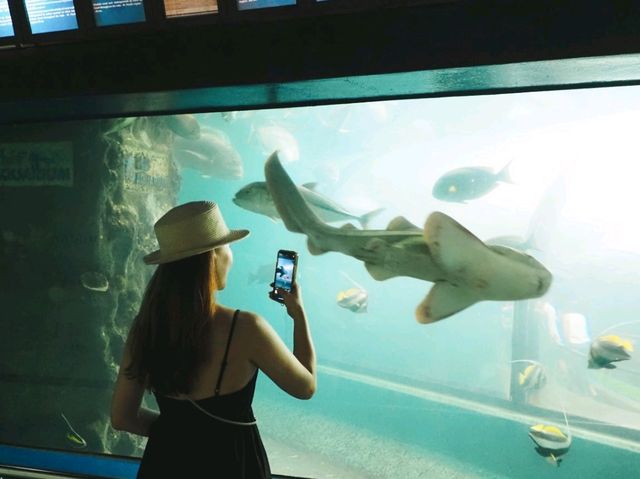 🐟 พาชมอุโมงค์ใต้น้ำที่ 𝙋𝙝𝙪𝙠𝙚𝙩 𝘼𝙦𝙪𝙖𝙧𝙞𝙪𝙢