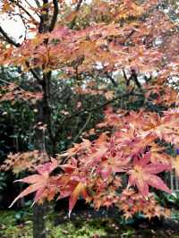 京都賞楓好去處*東福寺*