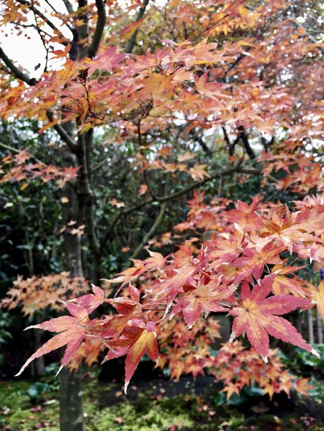 京都賞楓好去處*東福寺*