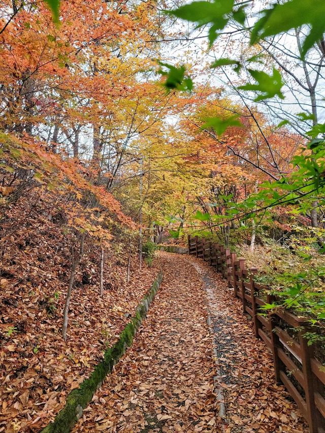 10월을 물들이는 단풍천국 태백 철암단풍군락지🍁