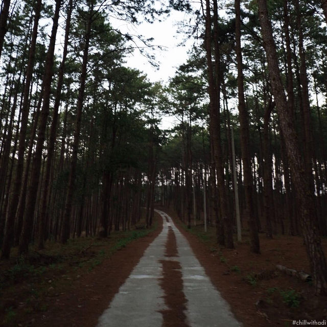 สวนป่าดอยบ่อหลวง จ.เชียงใหม่ 🌲