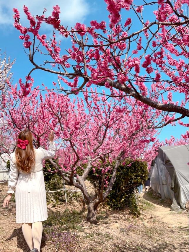 부산 기장 지금 꼭 가야할 매화성지 매화원🌸