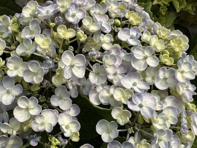 香港賞花 | 維園花展 | 主題花繡球花篇