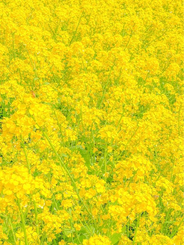 유명한 유채 스팟, 제주 산방산💛 ⠀