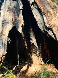 Valley of the Giants 🇦🇺🌏 TingleTrees400yrs