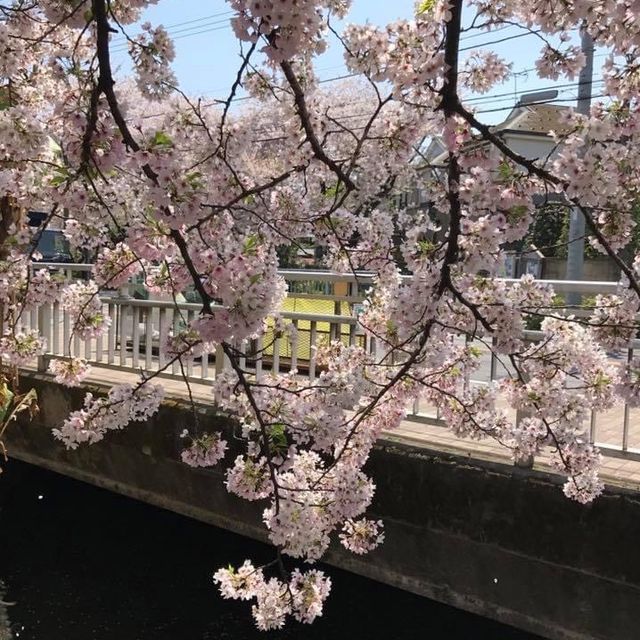 櫻花🌸大爆發👍🏻東京近郊宿河原站