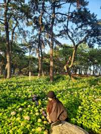 부산 해운대 송림공원에 핀 5월의 수국💐🌳