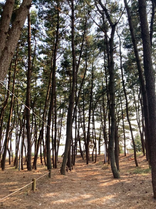 얕은 수심과 넓은 백사장의 고운 모래 ’기지포해수욕장‘