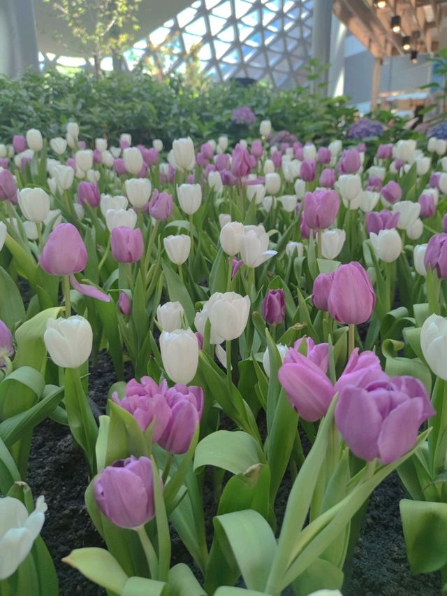 ไม่ต้องไปต่างประเทศ! สวนดอกไม้เมืองหนาว @ระยอง