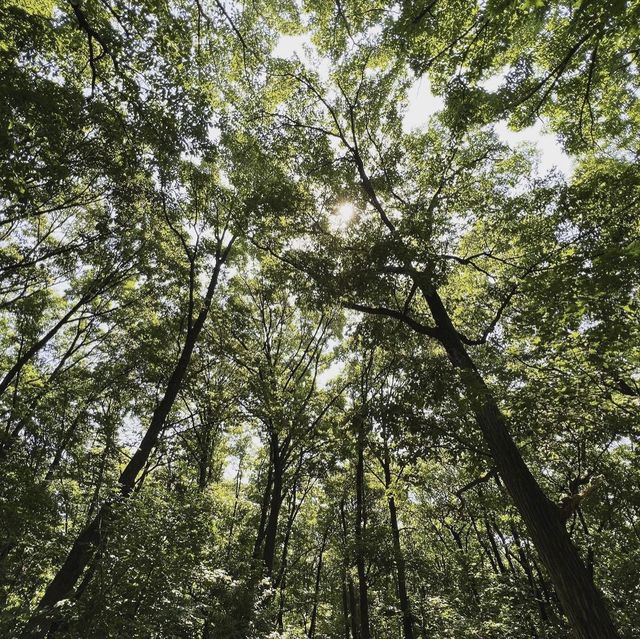 茶屋ヶ坂公園あじさい園 