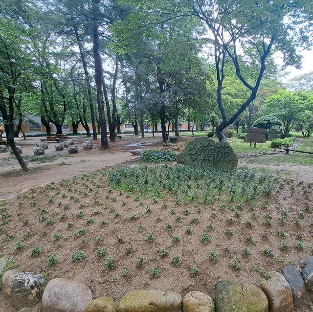 韓國南怡島📸周邊遊覽分享😍熱門景點: 冬季戀歌場地✨