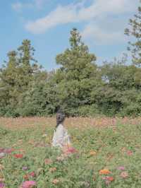 백일홍이 가득 피어있는 비밀정원 🦋🌼