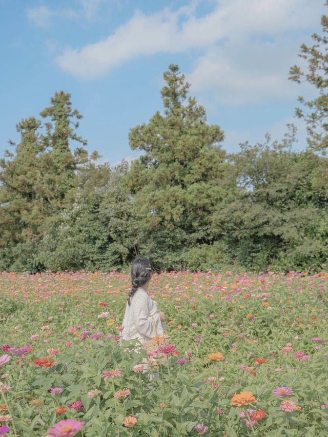 백일홍이 가득 피어있는 비밀정원 🦋🌼